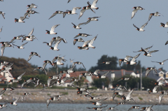 Oystercatchers