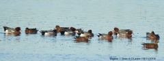 Wigeon