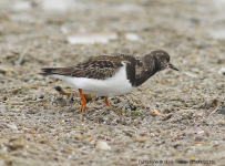 Turnstone