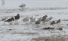 Sanderling