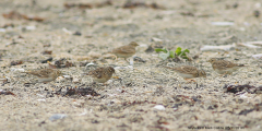 Skylarks