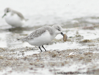 Sanderling