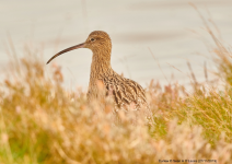 Curlew