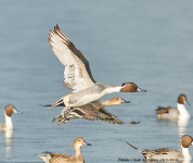 Pintails