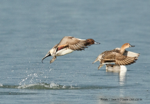 Pintails