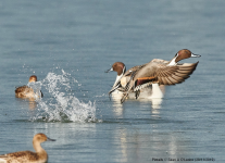 Pintails