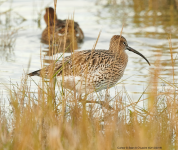 Curlew