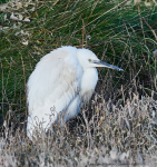 Little Egret