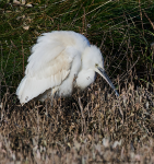 Little Egret