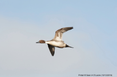 Pintail