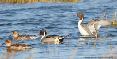 Pintails