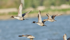 Pintails