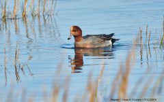 Wigeon