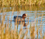 Wigeon