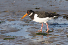 Oystercatcher