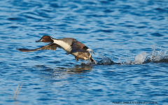 Pintail