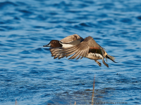 Pintail