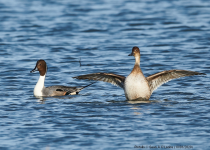 Pintails