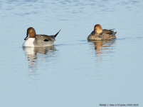 Pintail