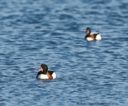 Shelduck