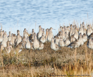 Black-tailed Godwit 