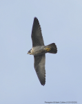 Peregrine