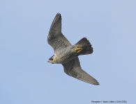 Peregrine