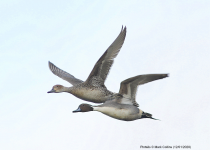 Pintails