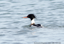 Red-breasted Merganser