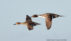 Pintails