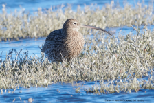 Curlew