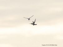 Peregrines