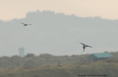 Peregrines