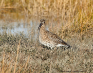 Curlew