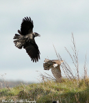 Sparrowhawk