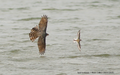 Sparrowhawk