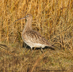 Curlew