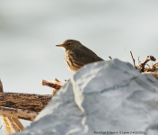 Rock Pipit