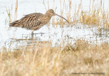 Curlew