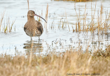 Curlew