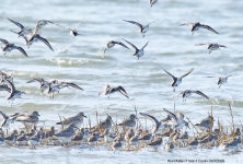 Mixed Waders