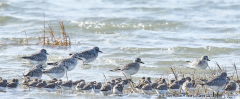 Grey Plovers