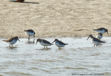 Dunlins