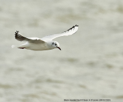 Black-headed Gull