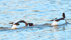 Shelduck