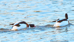 Shelduck