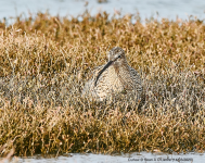 Curlew