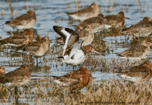 Black-tailed Godwit 