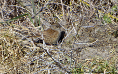 Dunnock