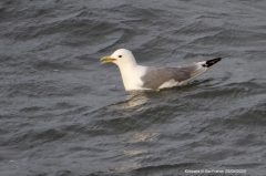 Kittiwake